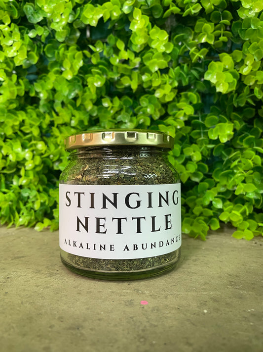 Stinging Nettle 🌿