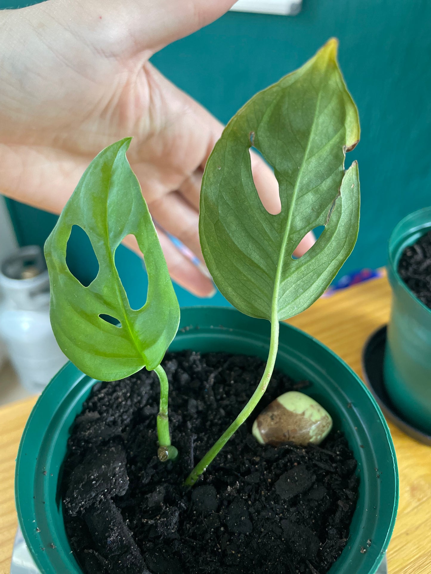 Plants