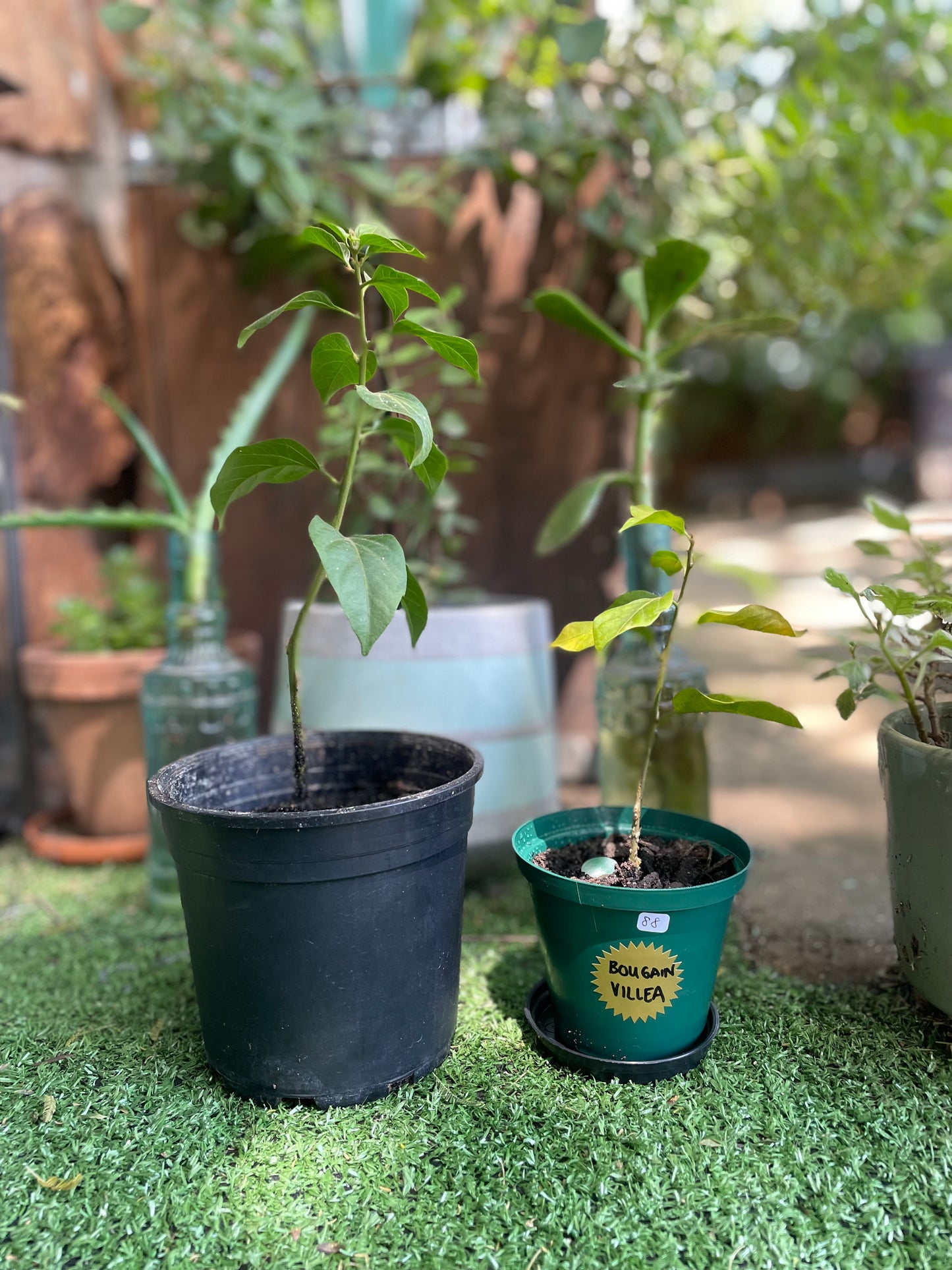 Plants